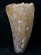 Large Cretaceous Fossil Crocodile Tooth - Morocco #13952-1